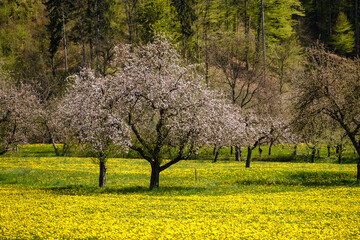 Wall Mural - Yellow blooming grasslands in Selska valley in spring in Slovenia