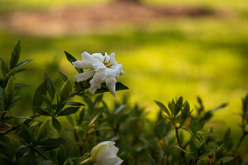 Blooming White Flower with Green Background 