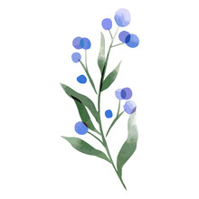Globe Thistle Watercolor. High Quality Vector