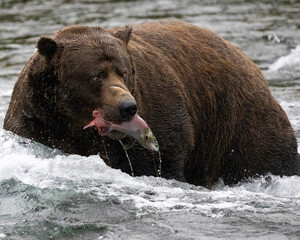 Wall Mural - fat brown bear in alaska with a salmon in water