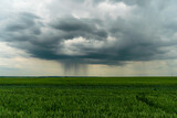 Fototapeta Mapy - A beautiful thundercloud with rain hovered over a field of wheat. A terrible black cloud on the eve of a tornado and a natural disaster. A hurricane in the countryside.