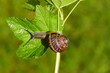 Garden snail (Cornu aspersum) crawling on a twig and leaf of currant. Family land snails ( Helicidae). Spring, June, Dutch garden.                               