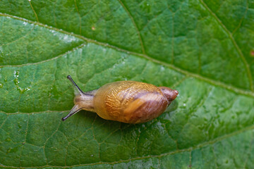 Commone Garden Snail on a wet leaf early in the morning in our garden in Windsor in Upstate NY.