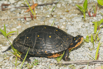 Wall Mural - Spotted Turtle - Clemmys guttata