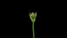 4K Time Lapse Of Blooming Giant Violet Allium Christophii Flower Isolated On Black Background. Time-lapse Of Decorative Garlic Flower Bloom Side View, Close Up.