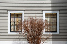 Two Double Hung Windows With Black Wood Frames, And Multiple Panes Of Glass, In A Tan Color Wooden Wall. The Wall Has Narrow Clapboard With White Trim. There's A Tall Bush In Front Of The Windows.