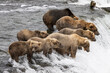 Group of Alaskan brown bears fishing in river 