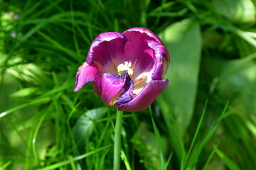Wall Mural - view of a fading open tulip flower in natural conditions in the garden. completion of flowering. nat