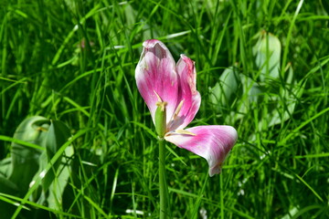 Wall Mural - view of a fading open tulip flower in natural conditions in the garden. completion of flowering. nat