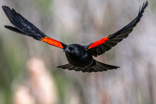 Male Red-winged Blackbird (Agelaius Phoeniceus) In Flight