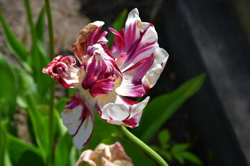 Wall Mural - view of a fading open tulip flower in natural conditions in the garden. completion of flowering. nat