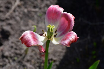 Wall Mural - top view of a fading open tulip flower in natural conditions in the garden on a blurred background. 