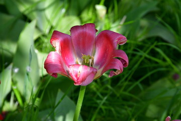 Wall Mural - view of a fading open tulip flower in natural conditions in the garden. completion of flowering. nat