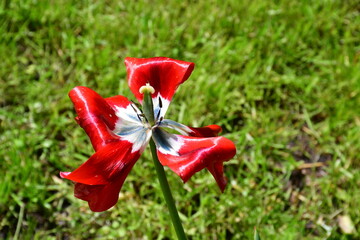 Wall Mural - view of a fading open tulip flower in natural conditions in the garden. completion of flowering. nat