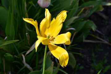 Wall Mural - view of a fading open tulip flower in natural conditions in the garden. completion of flowering. nat