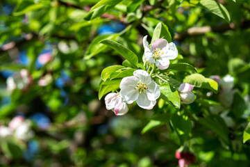 Blooming branches of an apple tree close-up. A spring tree blooms with pink and white petals in an orchard