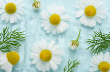 Herbal Clear Cosmetic Skincare Gel With Chamomile Flowers And Leaves On Blue Background Top View
