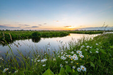Wall Mural - rustic scene of the dutch polder landscape at sunset