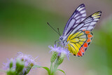 Jezebel butterfly butterfly resting on the flower plant