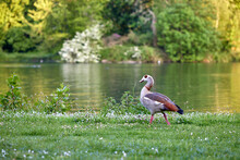 Egyptian Goose On Grass With Buds In Provincial Domain Rivierenhof Park - Antwerp