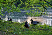 Ducks On Grass In Provincial Domain Rivierenhof Park