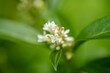 białe małe kwiaty na tle zielonych liści
