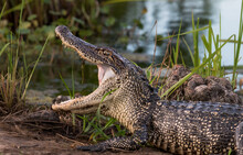 American Alligator  Showing Off It's Teeth