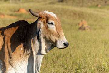 Wall Mural - close-up of brown Nelore cattle