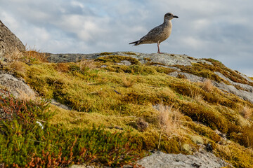 Wall Mural - a seagull sits on a stone covered with moss and grass, Norwegian seascape, rocky coast with dramatic skies, the sun breaks through the clouds, sheer cliffs, small islands illuminated by the sun