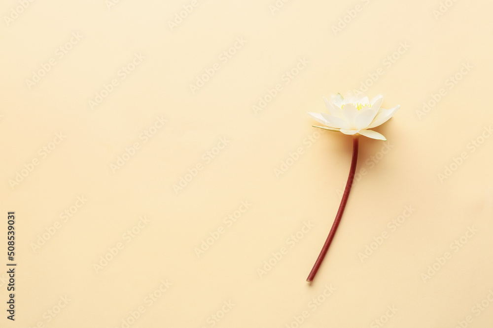 Delicate lotus flower on color background