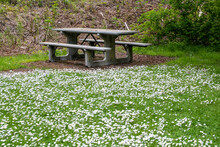 Empty Picnic Table And Grass With Daisies