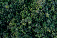 Nature Background, Green Background Of So Called Brocceli Field: Rainforest Seen From Above, Also Called Top View