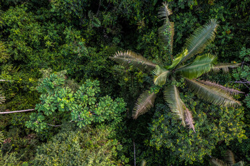 Wall Mural - Top view of a palm tree growing in the forest
