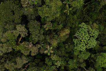 Wall Mural - Aerial top view of tropical forest tree canopy: nature background with a close up of the tree crowns