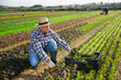 Young adult male farmer harvesting purple leaf mustard on farm field