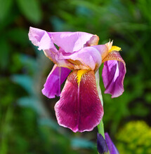Flower Purple Bearded Iris Or Iris Germanica (Latin Iris Germanica) In The Summer Garden 