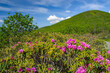 Rhododendrons in full bloom against a mountain crest of green grass beautiful blue sky with light puffy clouds Craggy Gardens Blue Ridge Parkway NC Appalachian Mountain range in June. Horizontal Photo