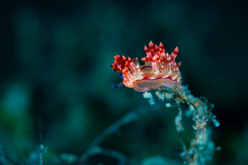 A nudibranch crawling on a hydroid 