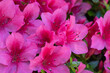 Flowers of pink japanese azalia Kermesina Rous rhododendron simsii in spring garden. Purple azalia blossom. Bloom of rhododendron simsii. Spring plants, nature. Postcard with flowers: azalia. Photo