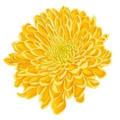 drawing flower of chrysanthemum, golden-aster isolated at white background , hand drawn botanical illustration