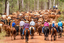 Horse Riders Mustering A Large Mob Of Cattle.