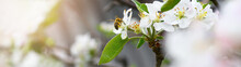 Bee And Flower. Close-up Of A Striped Bee Collecting Pollen On White Flowers An Apple Tree.  Summer And Spring Backgrounds. Banner
