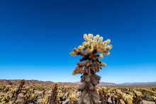 Cholla Cactus On Perfect Blue Sky Day In Joshua Tree National Park, California. 