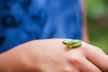 Girl Holding Tiny Green Frog On Her Hand