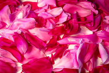  pink rose petals