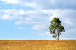 © Austockphoto - A lone tree stands sentinel among pasture grass.