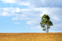 A Lone Tree Stands Sentinel Among Pasture Grass.