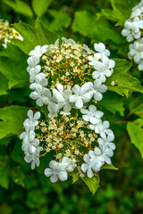 Poster - Flowering viburnum (Viburnum opulus) is close-up