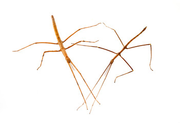 Canvas Print -  stick insect in studio