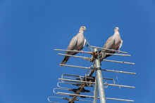 Pair Of Turkish Turtle Doves Perched On Television Antenna. Streptopelia Decaocto.